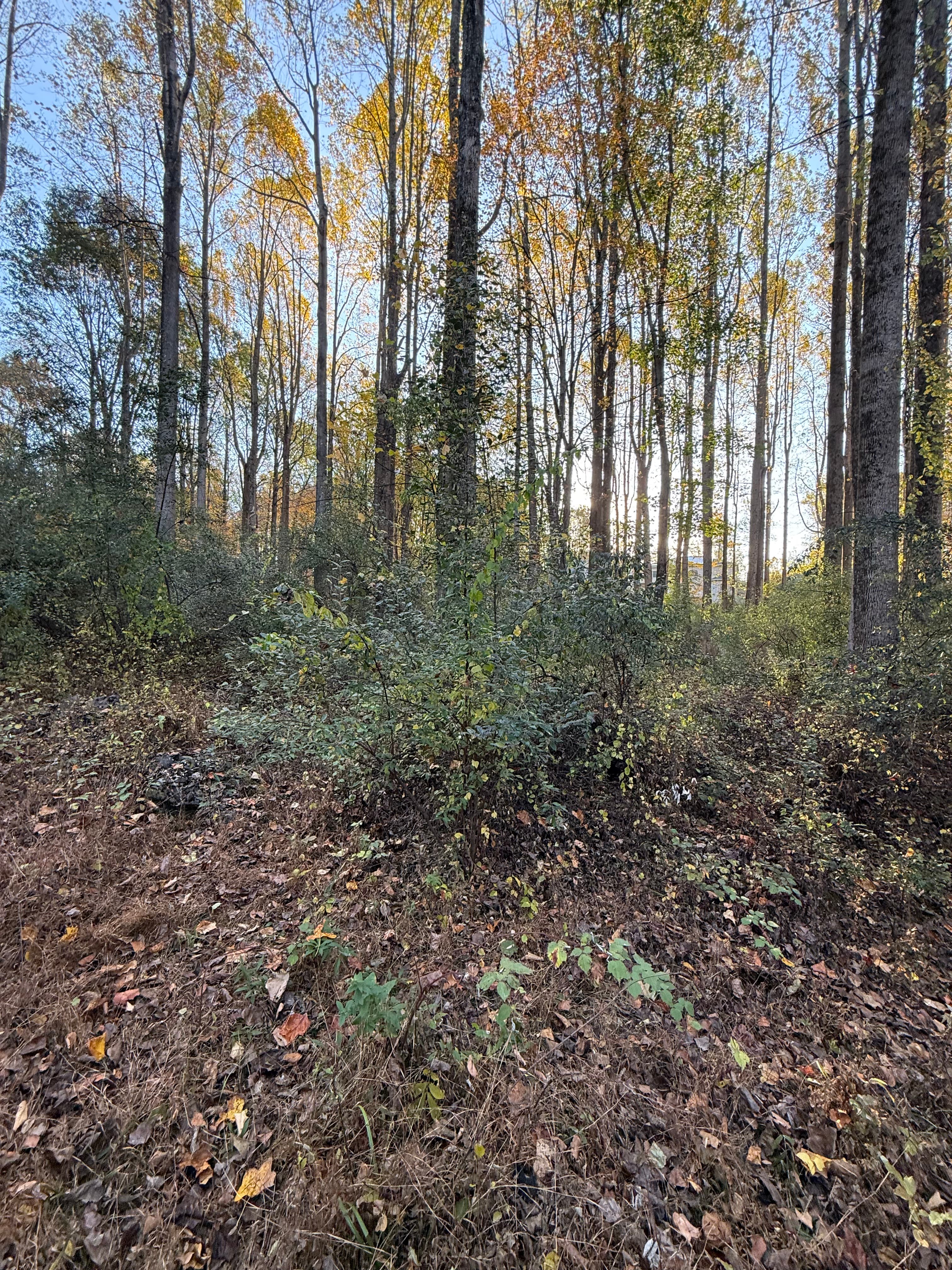 BSAN Excavation project 5 — excavation and land clearing work in NJ